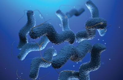Campylobacter has been the most commonly reported cause of gastrointestinal disease in humans in the European Union since 2005. pseudolongino | BigStockPhoto.com