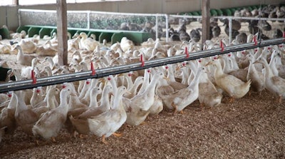 Metzer Farms has 14,000 breeders producing fertile eggs for the hatchery and 8,000 ducks producing fresh table eggs for Olinday Farms. (Courtesy Olinday Farms)