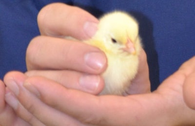 At least one Tractor Supply store has reported a major uptick in the sale of chicks, as customers are buying them for egg production. (Roy Graber)