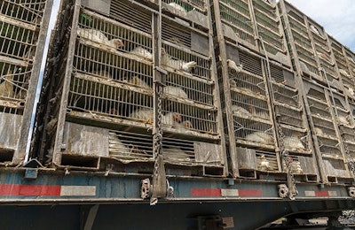 Transporting birds from the house to the processing plant continues to be an area for improvement in animal welfare. | (Daniel Reiner)