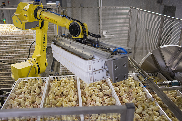3 ways automation could improve hatchery operations | WATTAgNet ...