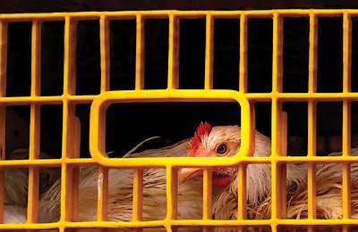 Rearing broilers in large crates could result in more Grade A quality birds reaching the poultry processing plant. (Fahroni | BigStock.com)