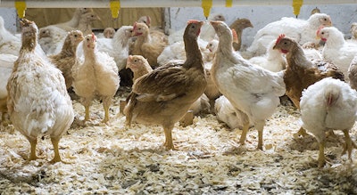 Alternative breed chickens at the Perdue’s Research Farm (Perdue Farms)