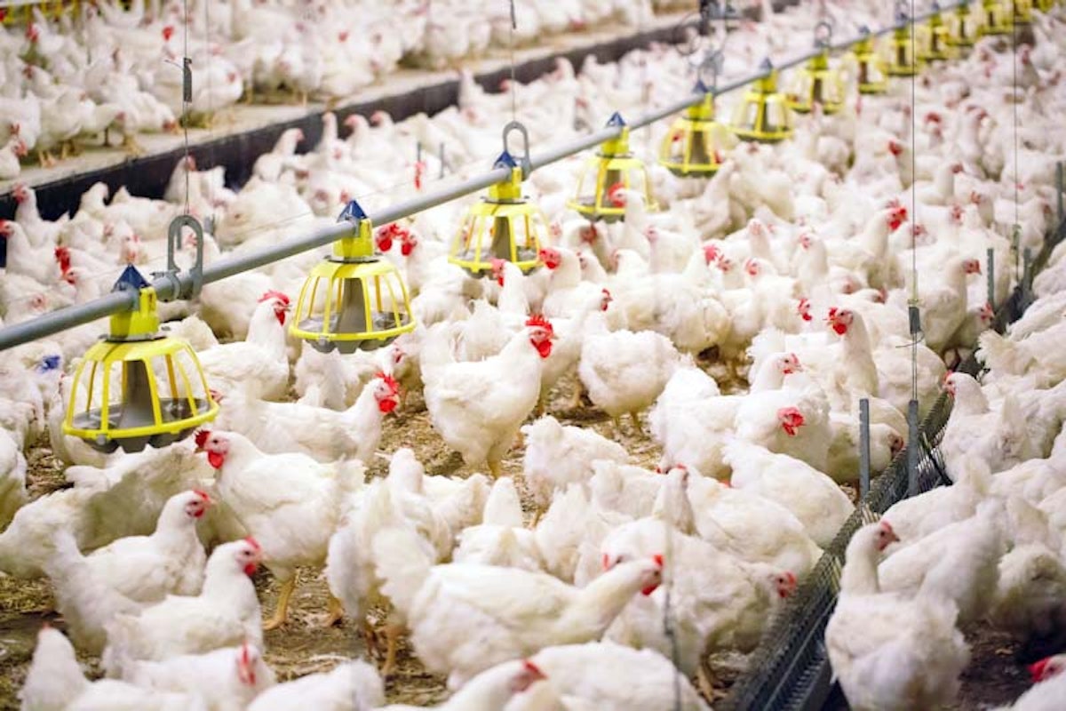 poultry track monitoring camera