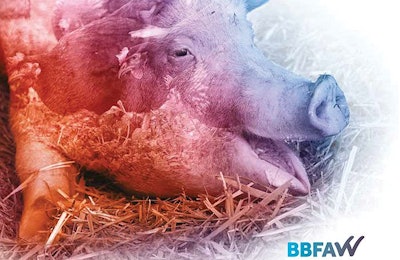 While the latest edition of the BBFAW has found that more companies are deeming animal welfare to be important, for too few this is resulting in improvements on farm. | Courtesy CIWF