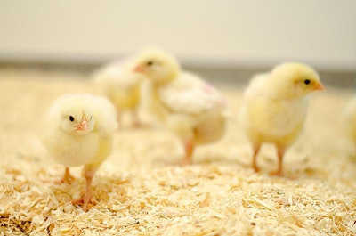 A simple method of 'listening' to chicks may allow welfare issues to be picked up at the earliest possible opportunity. (Katherine Herborn, University of Plymouth)