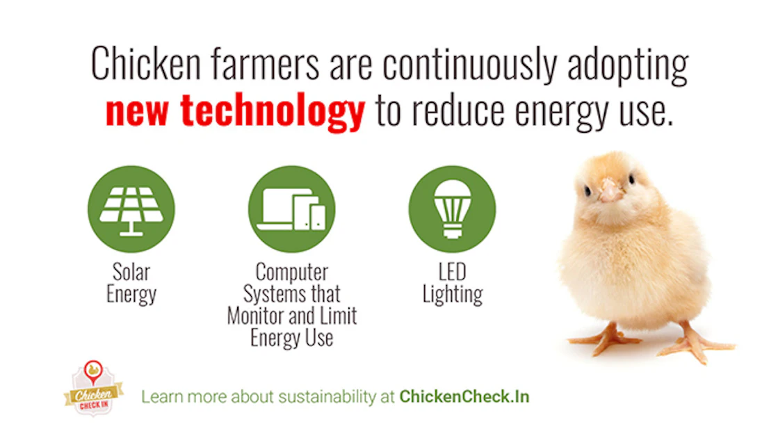 Chicken Cheque Chicken Check In refresh improves industry transparency | WATTAgNet ...