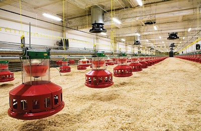Broiler houses need to be thoroughly prepared for the arrival of chicks to ensure that they have the best possible start. terekhov igor | Shutterstock.com