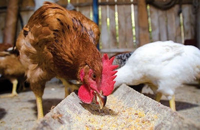 Strong demand for Brazilian poultry meat last year and this has resulted in health sales for Brazil’s feed producers. Masezdromaderi | Dreamstime.com