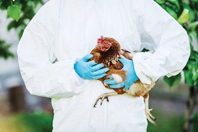 Veterinary Examines A Brown Chicken 002