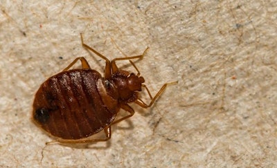Bedbugs can leave lesions on employees' skin that are uncomfortable and itchy. | Jay Ondreicka, BigStock.com
