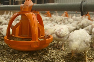 When the litter is level in poultry barns, so are the feeders and water lines, Amy Syester said during the Midwest Poultry Federation Convention. (Maple Leaf Foods)