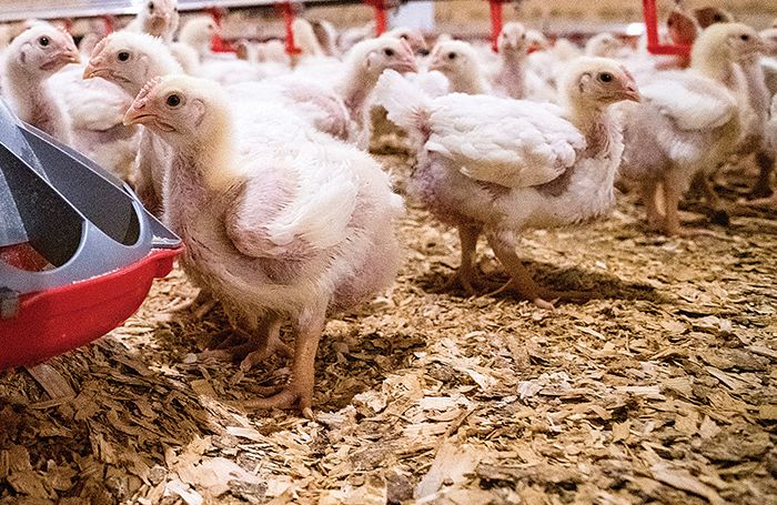 How to control foot-pad dermatitis in broiler flocks | WATTAgNet ...