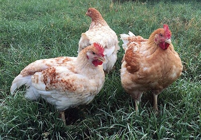 A new study comparing the welfare outcomes of different breeds of broiler chickens concluded fast growth rate coupled with high breast yield is associated with poor welfare outcomes. | (Courtesy Billy Hufford)
