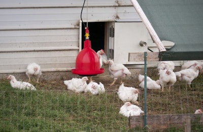 Perdue Outdoor Chickens