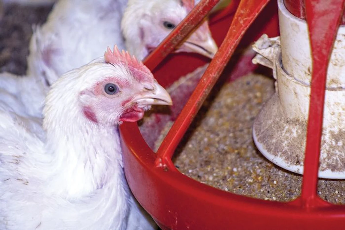 How to use more alternative ingredients in poultry feed | WATTAgNet ...