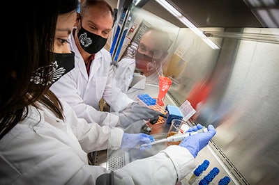 Claudia Castaneda and Aaron Kiess, both with Mississippi State’s Department of Poultry Science, prepare cultures of Clostridium perfringens under a biological safety cabinet. (David Ammon)