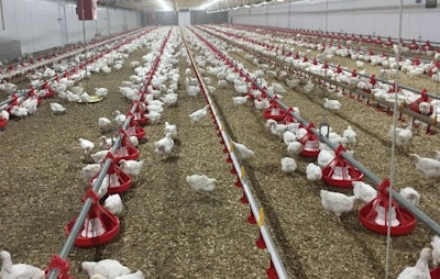 The arrival of winter weather could increase the risk of wet litter in poultry houses, causing health problems for chickens. (Cumberland)
