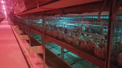 Rose Acre Farms has designed its own cage-free layer housing system, which includes young pullets growing in the aviary system before being let out. (Courtesy Rose Acre Farms)