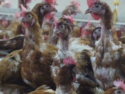 Hens with outdoor access show feathering problems. (Benjamin Ruiz)