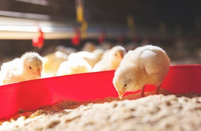 If broilers don’t eat, they don’t grow. Chicks need plenty of access to feed both in feeders and in supplemental feed pans. (Dancu Aleksandar | iStock.com)