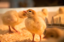 (Mariohagen | Dreamstime.com)