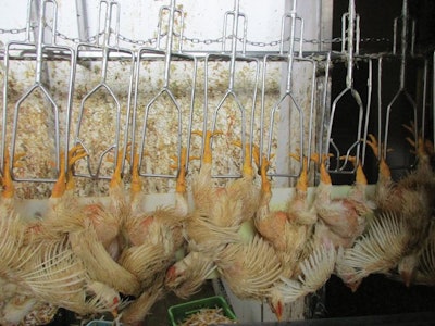 Wing flapping should be prevented to reduce the stress experienced by broilers but also to minimize condemnations. | (Eduardo Cervantes López)