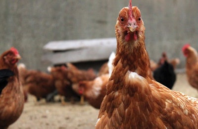 Monitoring of large corporations’ commitments to source cage free eggs has shown that change is continuing even if the pace of change is uneven. | (Photo by Andrea Gantz)