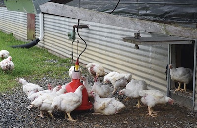 In 2020 Perdue retrofitted about 800 chicken houses so 25% or more of its birds could have outdoor access. (Courtesy Perdue Foods)