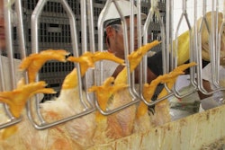 A well-designed hanging area will not only allow workers to work more quickly and efficiently, but will also be beneficial for bird welfare. (Photo by Eduardo Cervantes López)