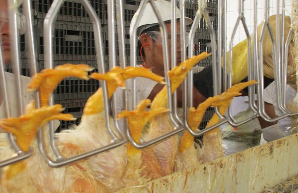 Key points for worker focus in poultry processing | WATTPoultry.com