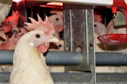 Photo by Austin Alonzo