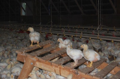 Enrichments are used to encourage broilers to exhibit species-specific behaviors in so-called 'higher-welfare' rearing programs. (Terrence O'Keefe)