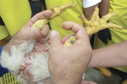 Broiler legs must he held in the correct way when they are lifted and placed into the shackles if injury is to be prevented. | (Eduardo Cervantes López)