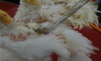 Placing organic acid directly into the cloaca prior to scalding can reduce Campylobacter contamination. (Courtesy U.S. National Poultry Research Center)