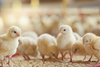 Vertical transmission of bacteria from hen to chick can aid in establishing a healthy microbiota from hatch. (danchooalex | iStock.com)