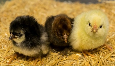 The chicks in the photo represent three different genetic lines developed by Iowa State. | Courtesy John Hsieh