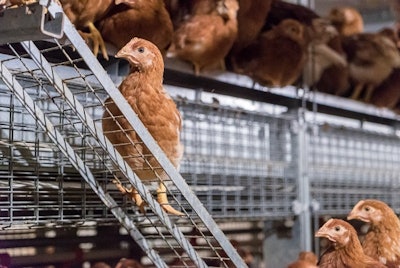 In a research study pullets showed a preference for moving up in cage-free aviaries using ramps.