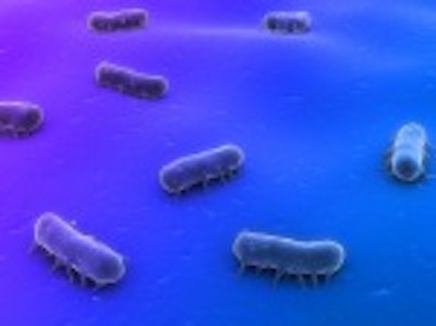 The study compared plating media for cultivation of broiler carcass Salmonella and the detection of serotypes. (Eraxion | BigStock.com)
