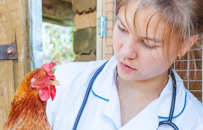 Poultry veterinarian near sales me