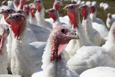 White Turkey Flock