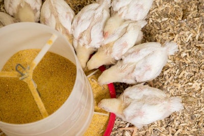 Young chickens feeding. (Edwin Remsberg | University of Maryland)