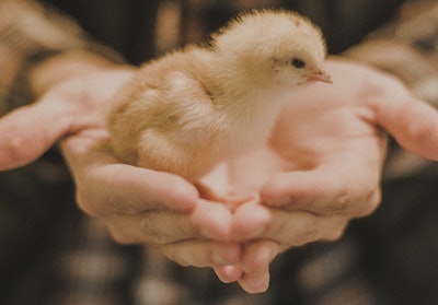 There's no question that COVID-19 impacted the poultry industry, including changes in business and consumer behavior, but some changes will stay around longer than others. | Jozsef Szucs I iStock.com