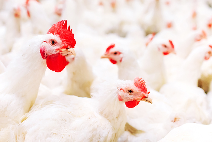 Arab world to welcome new poultry association | WATTPoultry.com