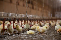 Trays placed under drinker lines can help delay litter moisture up to a week. (Connie Mou | Jones-Hamilton Co.)