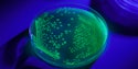 Microbiologics Uv Bio Tag Microbial Controls