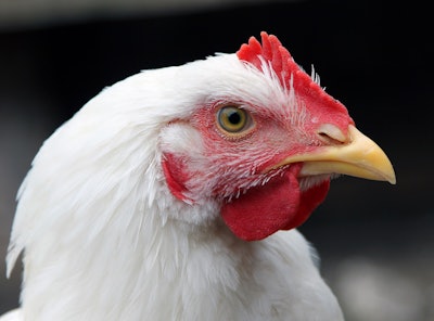 portrait of a white broiler chicken closeup