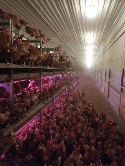 While cage-free systems may allow greater expression of natural behaviors, they tend to result in higher dust levels and poorer air quality than houses with conventional cages. (Dr. Vincent Guyonnet)