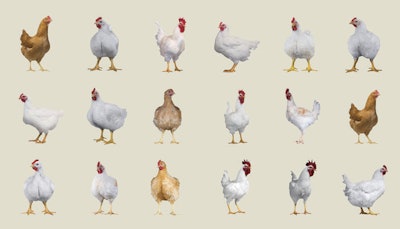 A variety of breeding stock can help to ensure that producers are able to produce broilers better aligned to the needs of individual markets. | Aviagen