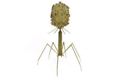 An illustration of the Bacteriophage Virus that infects and replicates within a bacterium. Bacteriophages occur abundantly in the biosphere, with different virions, genomes and lifestyles.